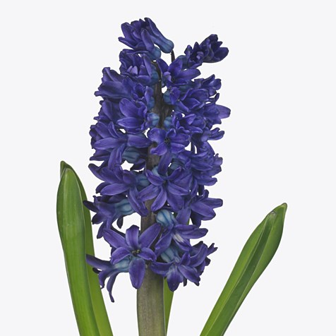 HYACINTHS MANHATTAN