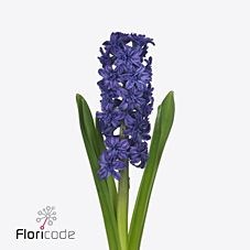 HYACINTHS MANHATTAN