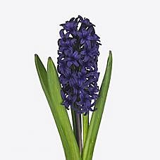 HYACINTHS MIDNIGHT BLUES