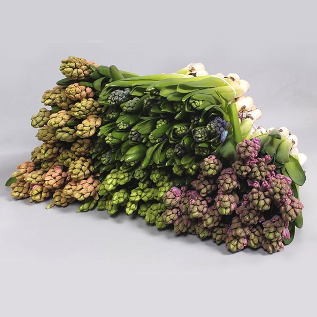 HYACINTHS MIX (COLS MAY VARY)