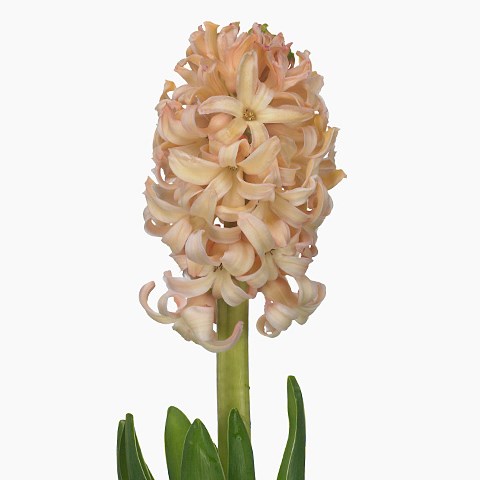 HYACINTHS ORANGE LION