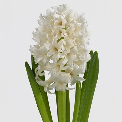 HYACINTHS PALLAS