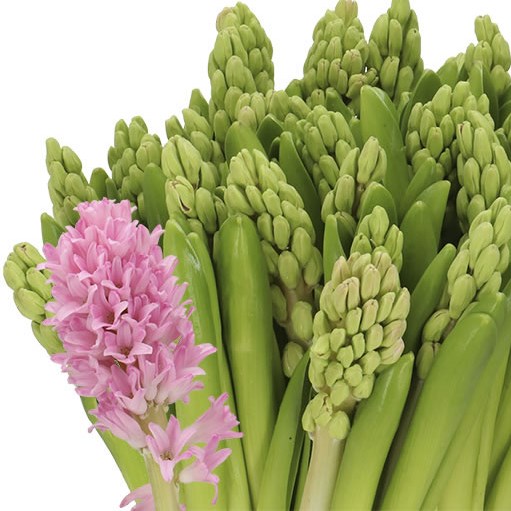 HYACINTHS PINK SUNRISE