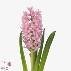 HYACINTHS PINK SUNRISE