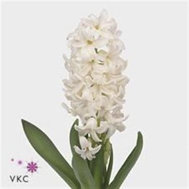 HYACINTHS POLAR GIANT
