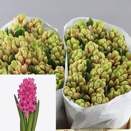 HYACINTHS SILVESTER