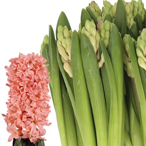 HYACINTHS SWEET INVITATION