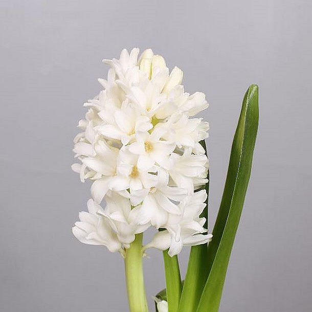 HYACINTHS WHITE KING