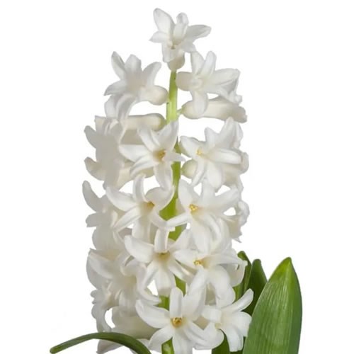 HYACINTHS WHITE PEARL