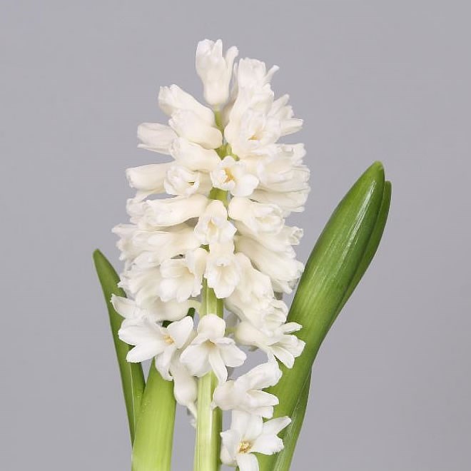 HYACINTHS AIOLOS 30cm Wholesale Dutch Flowers & Florist Supplies UK