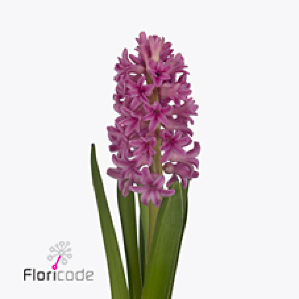 HYACINTHS SWEETHART