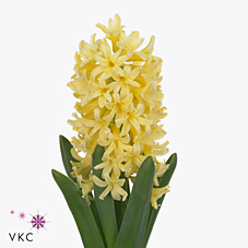 HYACINTHS YELLOWSTONE