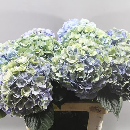 HYDRANGEA ADORA CLASSIC LAVENDER