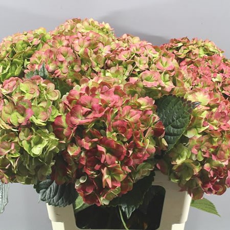 HYDRANGEA ADORA CLASSIC RED