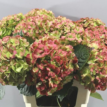 HYDRANGEA ADORA CLASSIC RED