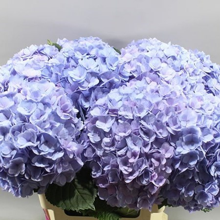 HYDRANGEA ADORA LAVENDER