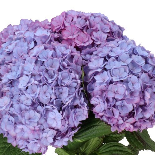 HYDRANGEA ADORA LAVENDER