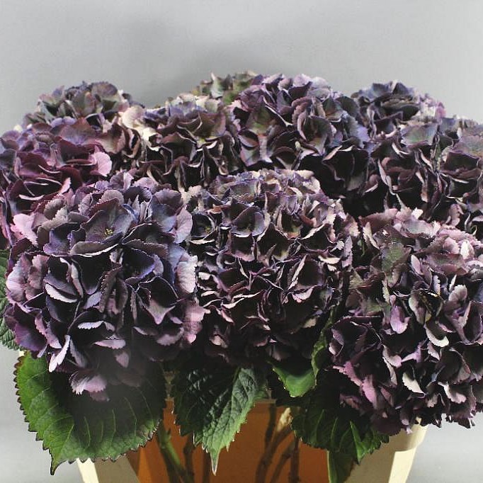 HYDRANGEA ALLEGRETTO CLASSIC