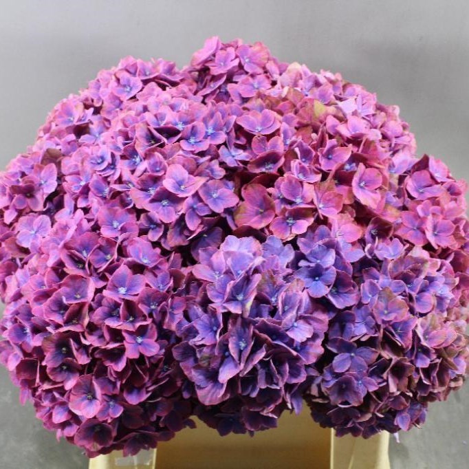 HYDRANGEA AMBER