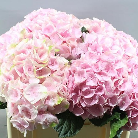 HYDRANGEA APHRODITE