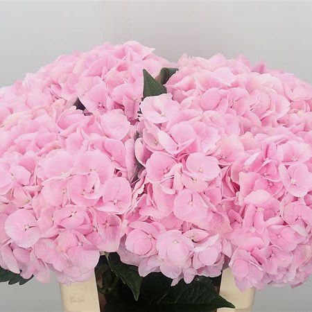 HYDRANGEA APHRODITE