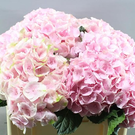 HYDRANGEA APHRODITE