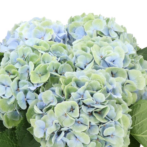 HYDRANGEA APHRODITE CLASSIC