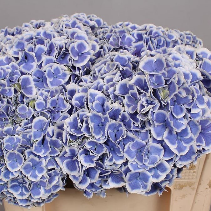 HYDRANGEA BEAU DALI