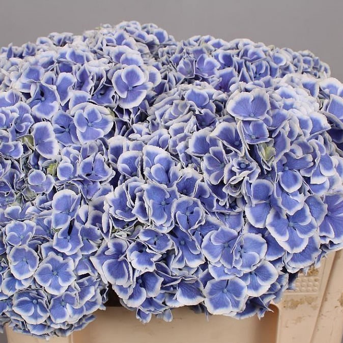 HYDRANGEA BEAU DALI