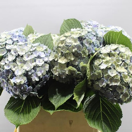 HYDRANGEA BEAUTENSIA LUXOR CLASSIC LAVENDER