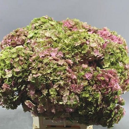 HYDRANGEA BEAUTENSIA LUXOR CLASSIC PINK