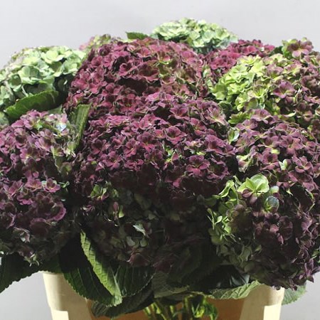 HYDRANGEA BEAUTENSIA LUXOR CLASSIC PURPLE