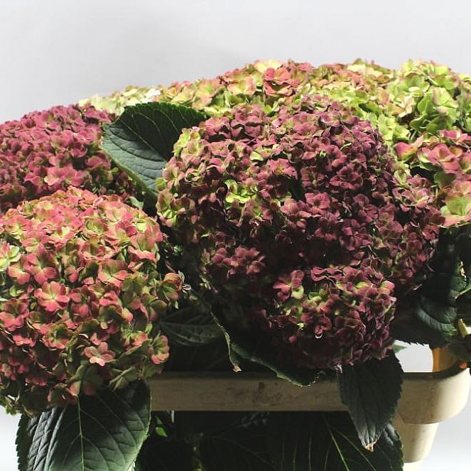 HYDRANGEA BEAUTENSIA LUXOR CLASSIC RED