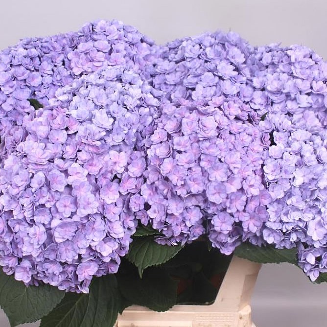 HYDRANGEA BEAUTENSIA LUXOR LAVENDER