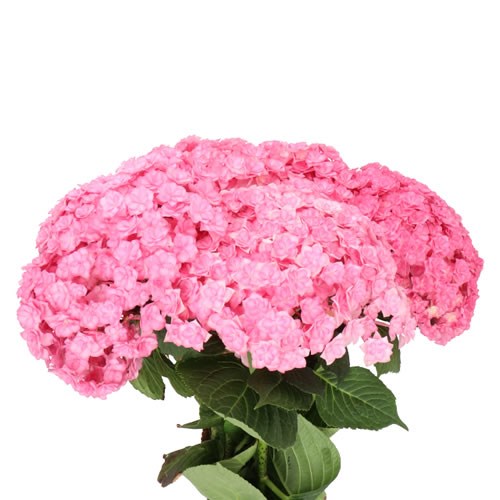 HYDRANGEA BEAUTENSIA LUXOR PINK