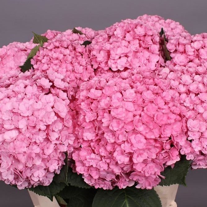 HYDRANGEA BEAUTENSIA LUXOR PINK