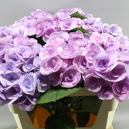 HYDRANGEA BEAUTENSIA PAPILLON LAVENDER
