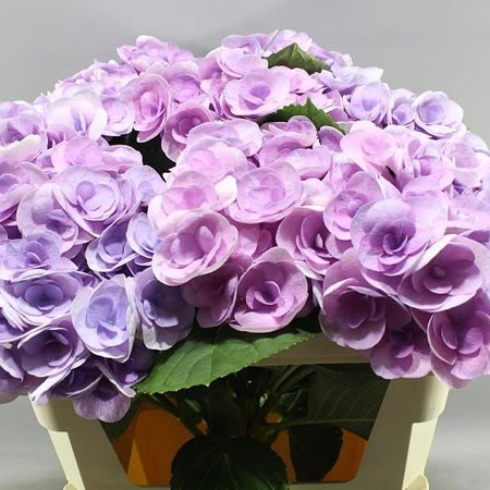 HYDRANGEA BEAUTENSIA PAPILLON LAVENDER