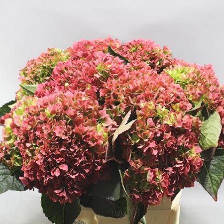 HYDRANGEA BEAUTY COCO CLASSIC RED