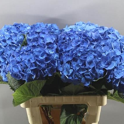 HYDRANGEA BELA