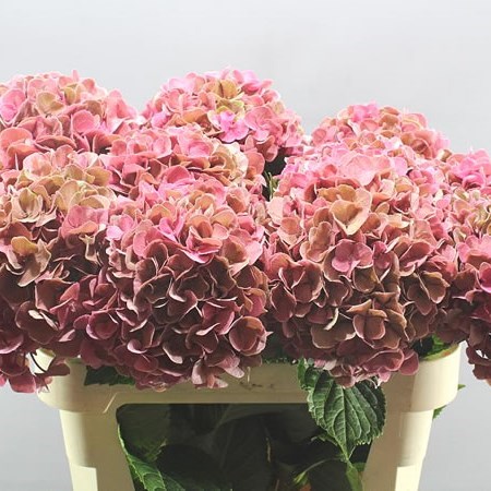 HYDRANGEA CANDY MOMENT CLASSIC