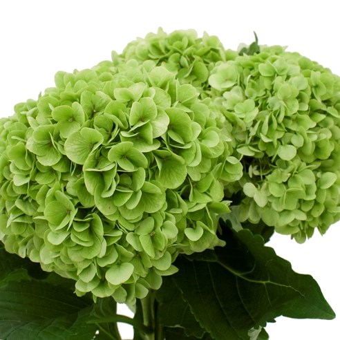 HYDRANGEA CANNON BALL CLASSIC