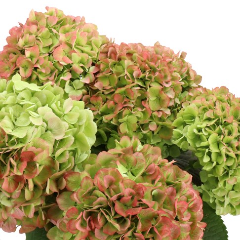 HYDRANGEA CANNON BALL GREEN/RED CLASSIC