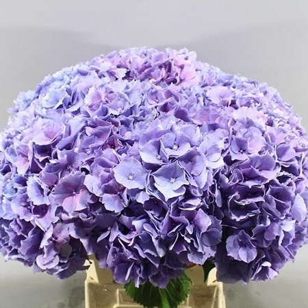 HYDRANGEA CASSANOVA