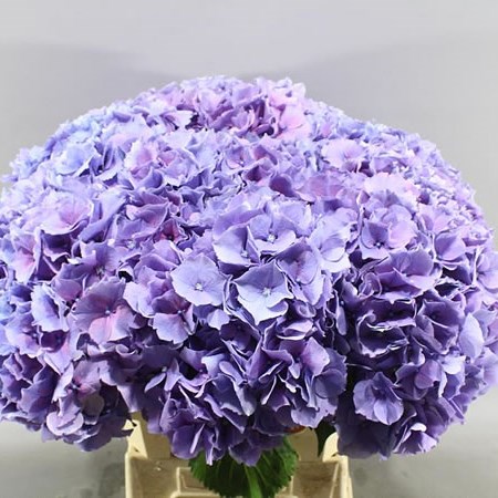 HYDRANGEA CASSANOVA