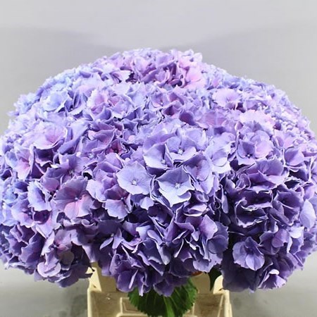 HYDRANGEA CASSANOVA