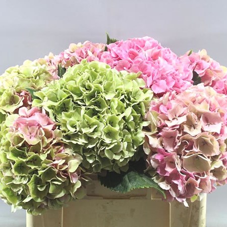 HYDRANGEA CASSANOVA CLASSIC