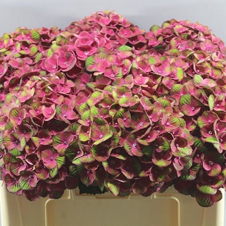HYDRANGEA CHARLOTTE PINK