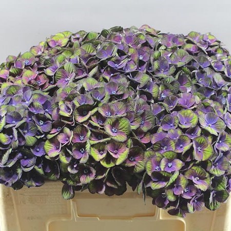 HYDRANGEA CHARLOTTE PURPLE