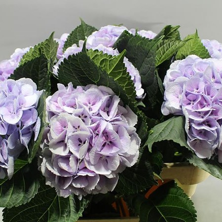 HYDRANGEA CINDERELLA